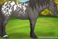 Horse Color:Grullo Appaloosa 
