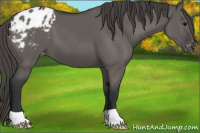 Horse Color:Grullo Appaloosa