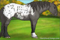 Horse Color:Grullo Appaloosa 