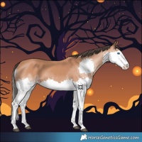 Horse Color:Bay Splash 
