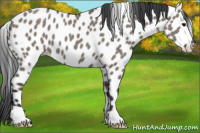 Horse Color:Grullo Appaloosa 