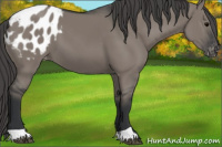 Horse Color:Grullo Appaloosa 
