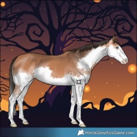 Horse Color:Bay Splash 