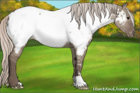 Horse Color:Silver Grullo Appaloosa 