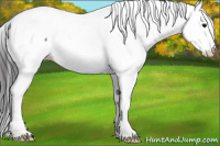 Horse Color:Grullo Appaloosa 