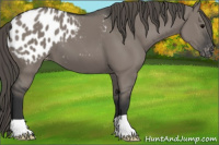Horse Color:Grullo Appaloosa 