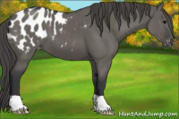 Horse Color:Grullo Appaloosa 