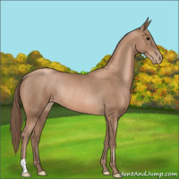 Horse Color:Black Pearl Rabicano 