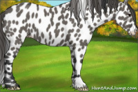 Horse Color:Grullo Appaloosa 