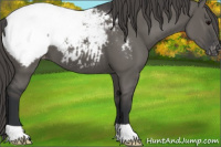 Horse Color:Grullo Appaloosa 