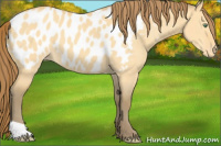 Horse Color:Amber Cream Champagne Dun Appaloosa 