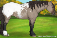 Horse Color:Brown Dun Appaloosa 