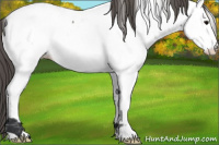 Horse Color:Grullo Appaloosa 