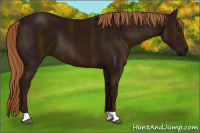 Horse Color:Midnight Chestnut 