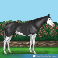 Horse Color:Black Splash 