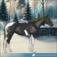 Horse Color:Painted Black Tobiano 