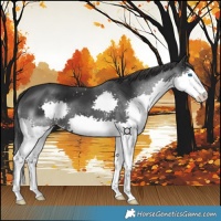 Horse Color:Black Splash 