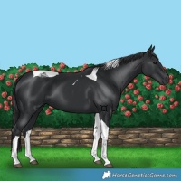 Horse Color:Black Tobiano 