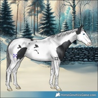 Horse Color:Black Splash Tobiano 