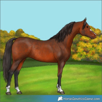 Horse Color:Bay Rabicano