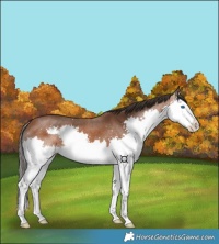 Horse Color:Bay Splash