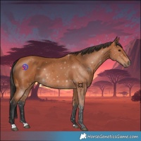 Horse Color:Bay 