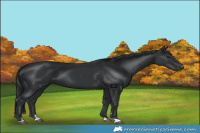 Horse Color:Black 