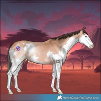 Horse Color:Bay Splash 