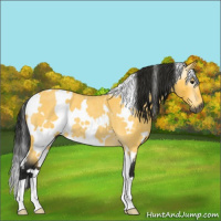 Horse Color:Gray White Spotted Buckskin Roan