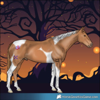 Horse Color:Chestnut Tobiano