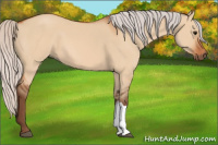 Horse Color:Silver Bay Dun 