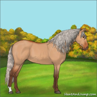 Horse Color:Silver Bay Dun 
