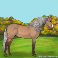 Horse Color:Silver Bay Dun 