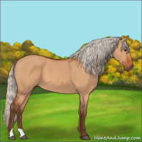Horse Color:Silver Bay Dun 