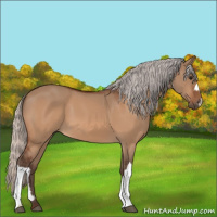 Horse Color:Silver Bay Dun 
