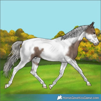 Horse Color:Silver Black Tobiano Frame 