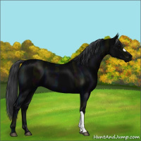 Horse Color:Midnight Black 