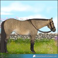 Horse Color:Buckskin Dun Brindle 