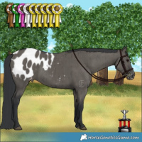 Horse Color:Grullo Appaloosa Brindle 