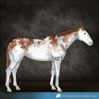 Horse Color:White Spotted Chestnut Splash