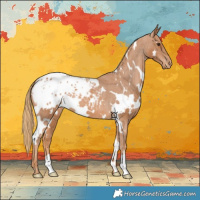 Horse Color:White Spotted Chestnut Appaloosa 