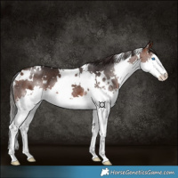 Horse Color:White Spotted Brown Splash Rabicano