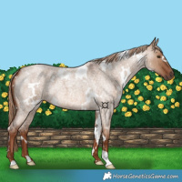 Horse Color:White Spotted Red Dun Roan 