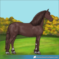 Horse Color:Chocolate Smoky Black