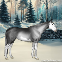 Horse Color:Gray Black Splash 