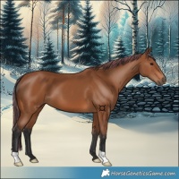 Horse Color:Painted Bay