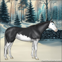 Horse Color:Black Splash 