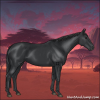 Horse Color:Black 