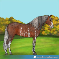 Horse Color:Void Brown Splash and Silver Bay Sabino Splash