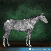 Horse Color:Black Ice Tobiano